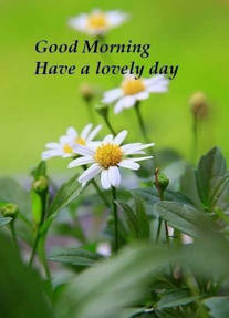 Good Mornings Cute